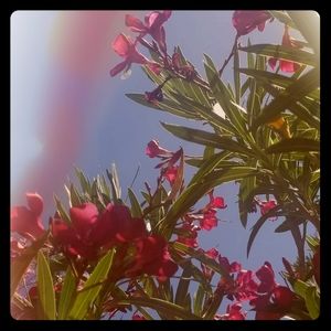 Meet your Posher, Niara